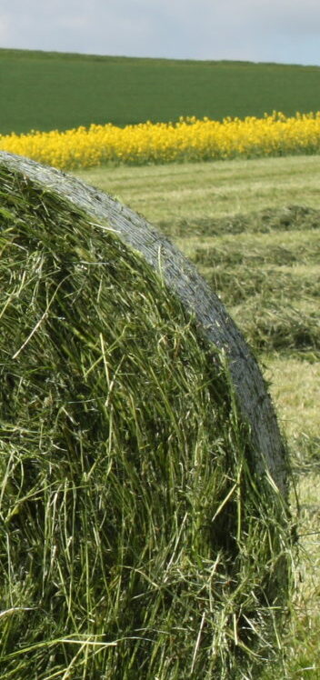 Groupement de Producteurs de Fourrages de Corse