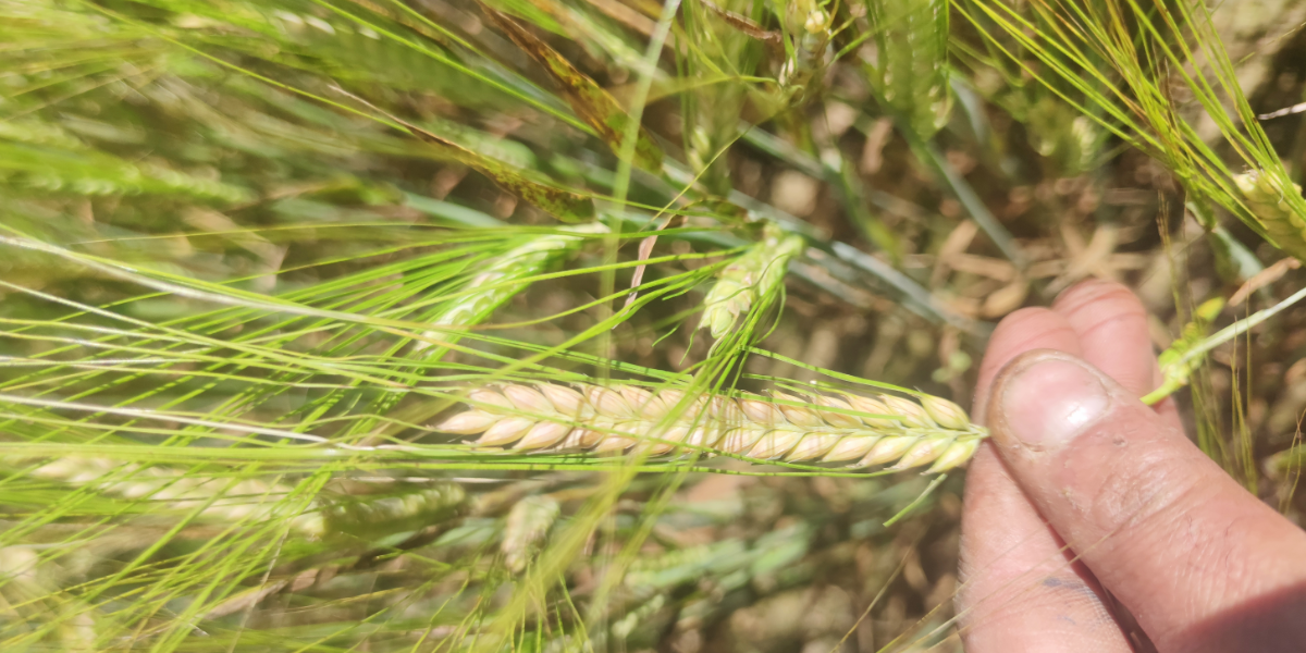 Depuis 2015, le Groupement Régional des Producteurs de Fourrages et Céréales de Corse (GRPFC) a été désigné comme représentant de la filière fourrage et céréale. Cette structuration de la filière induit la mise en place de passerelles avec les filières animales via une démarche qualité respectant les enjeux environnementaux actuels. De plus, nous avons pour mission de soutenir l’installation et la création de nouvelles unités de production fourragères en apportant aux producteurs un appui technique personnalisé.