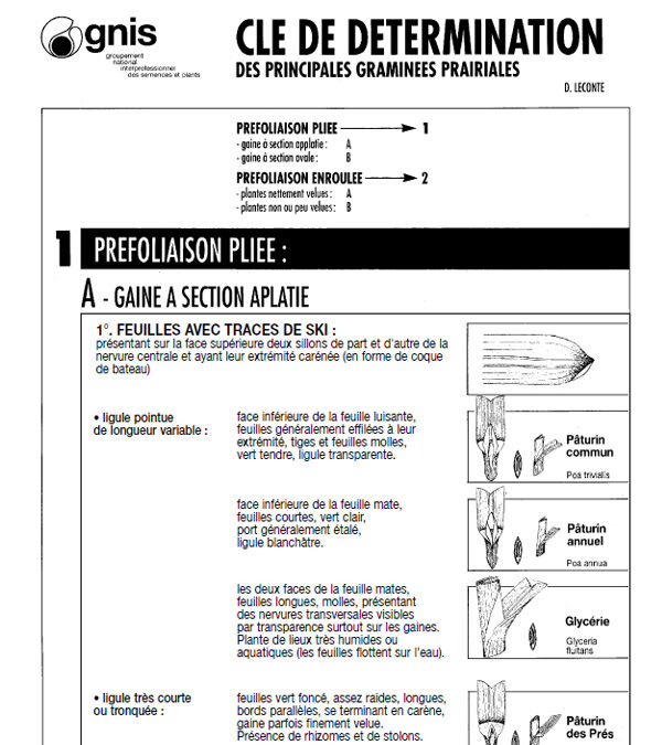 Clé de détermination des graminées