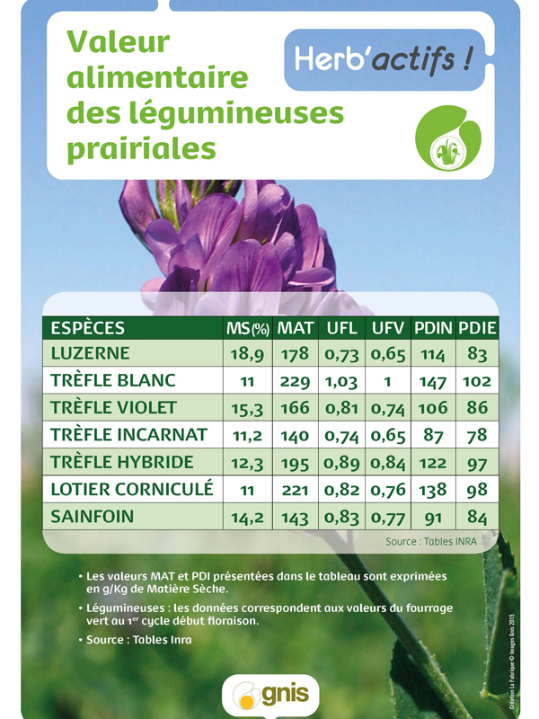 Valeur alimentaire légumineuses