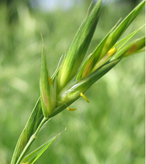 Brome (Infos & Caractéristiques)