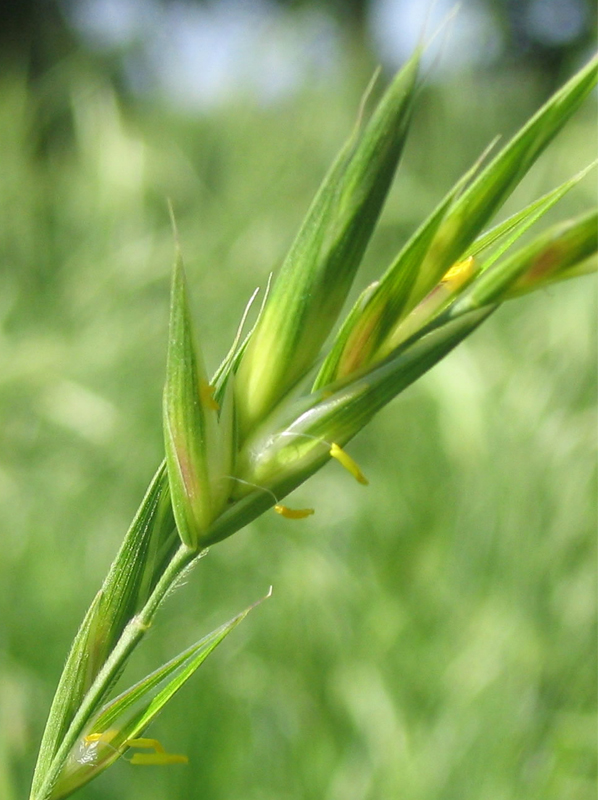 Brome (Infos & Caractéristiques)