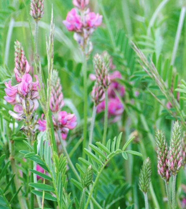 Sainfoin (Infos & Caractéristiques)