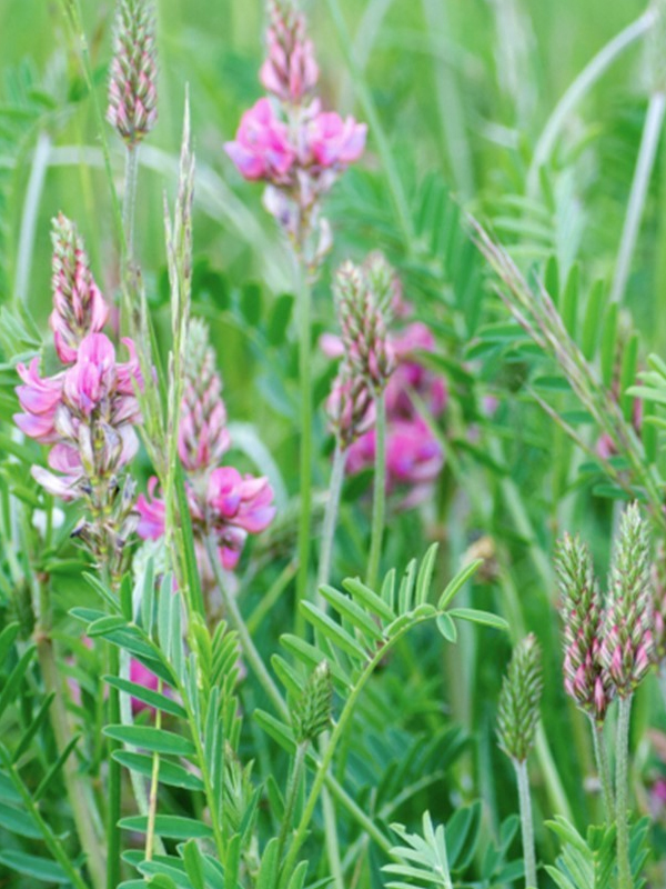 Sainfoin (Infos & Caractéristiques)