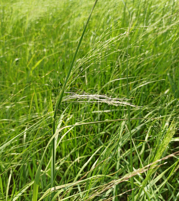 Teff grass (Infos & Caractéristiques)
