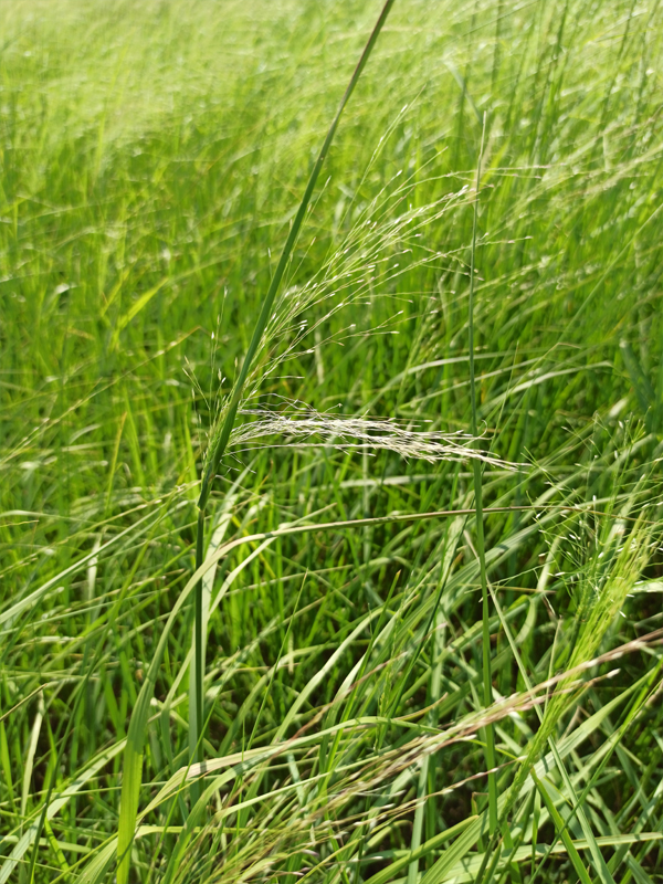 Teff grass (Infos & Caractéristiques)