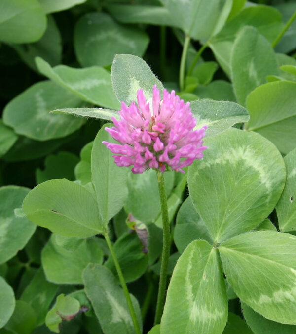 Trèfle violet (Infos & Caractéristiques)