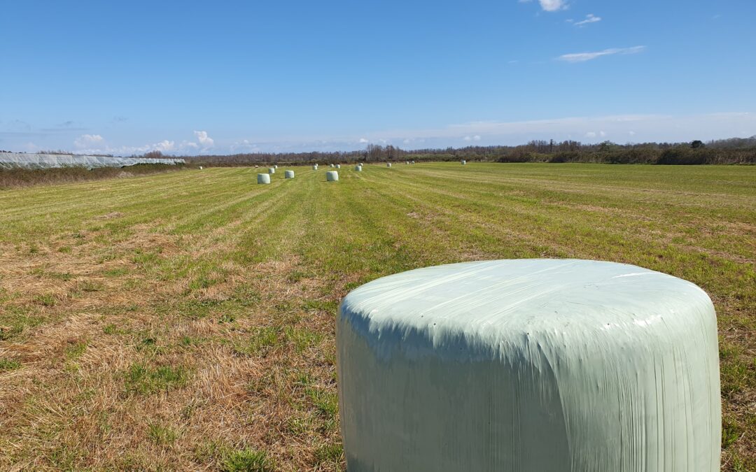 Enrubannage de l’herbe : pourquoi et comment le faire?