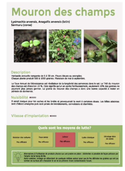Mouron des champs