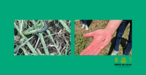 Depuis 2023, les prairies et les cultures de maïs sont fortement touchées par les chenilles défoliatrices. Si vous êtes sur la plaine orientale et que vous n’en avez pas encore observé dans vos parcelles, il s’agit soit d’une chance exceptionnelle, soit d’une observation insuffisante.